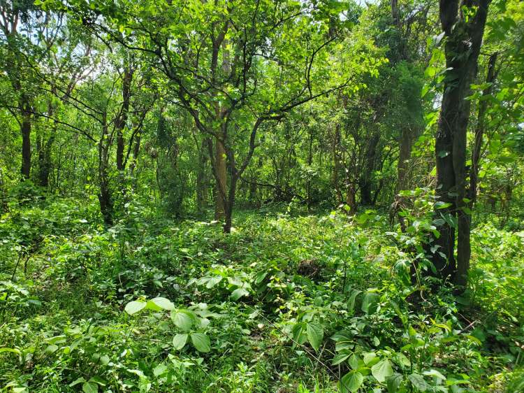 Heartland Green in Kasama